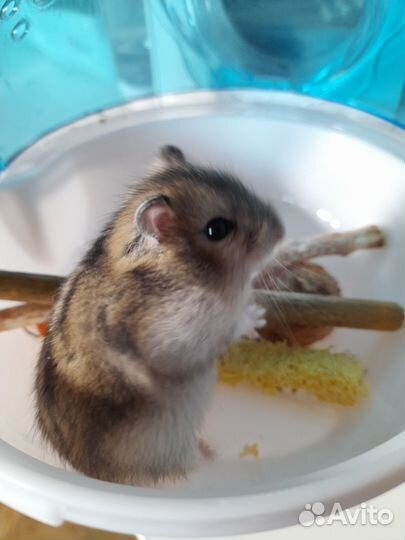 Джунгарские хомячки