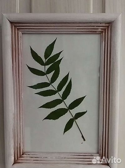 Гербарий. Картина. Цветы