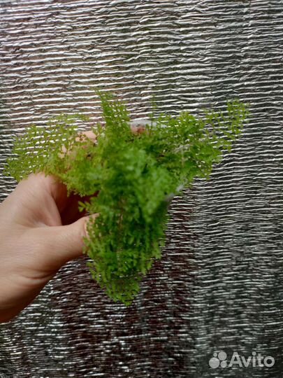 Папоротники Goniophlebium, Nephrolepis, и др