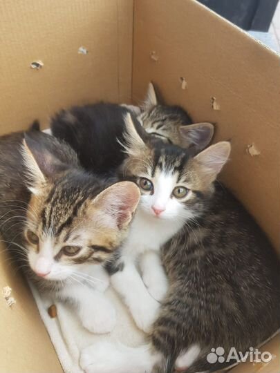 Котята с доставкой
