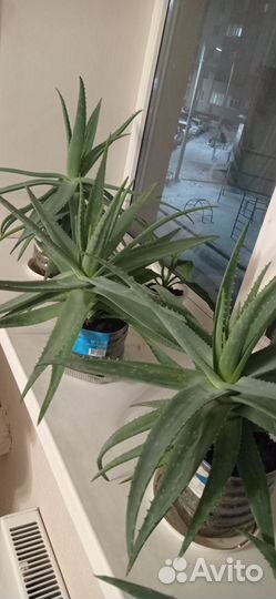 Алоэ вера лечебный