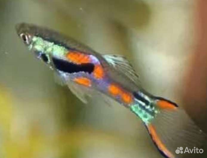 Мальки гуппи