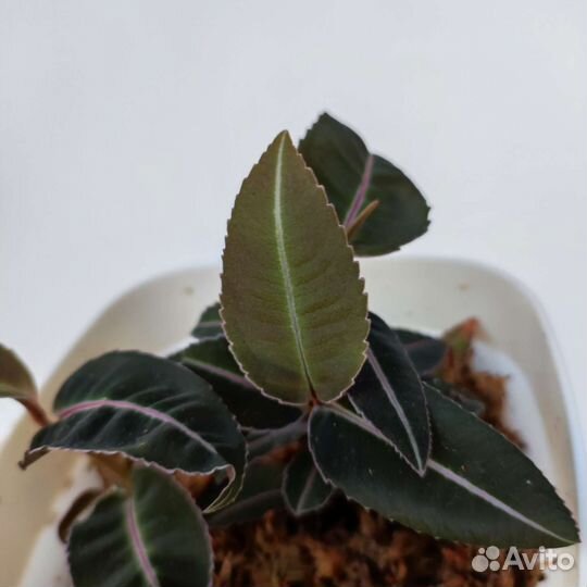 Лабизия пумила