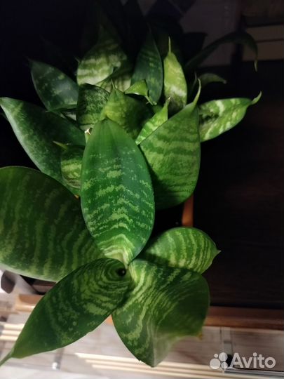 Сансевиерия, фикус