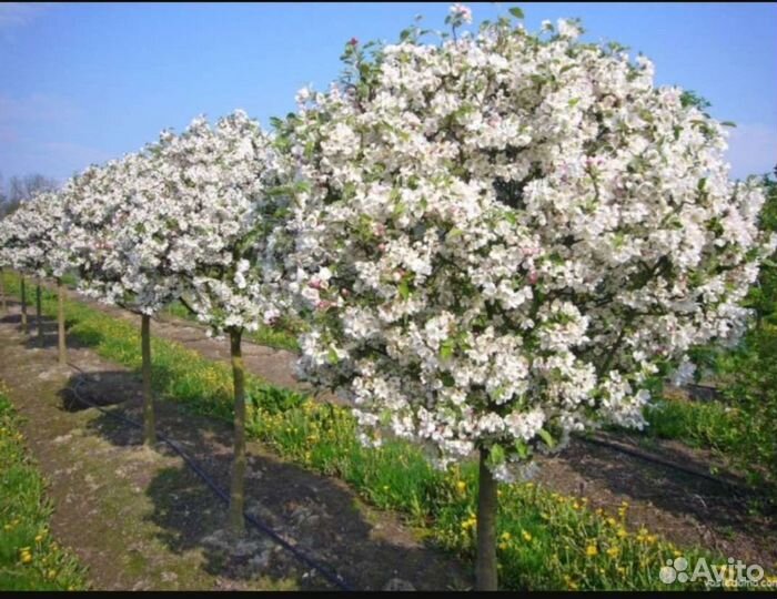 Саженцы яблони