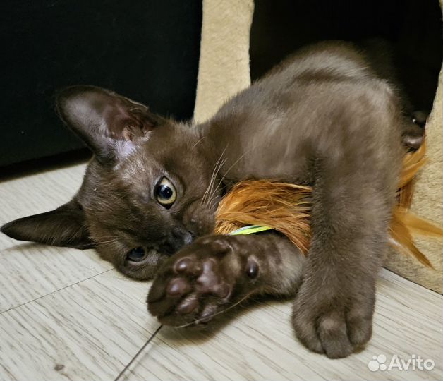 Котята европейской бурмы
