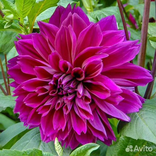 Георгины клубни