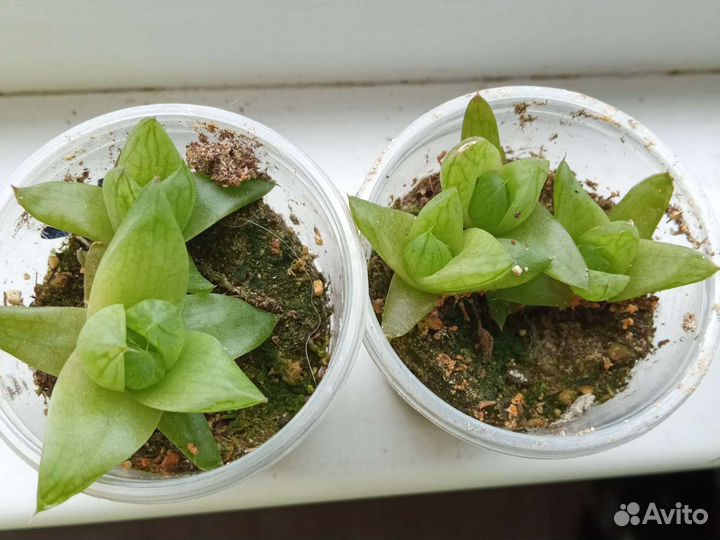 Суккуленты