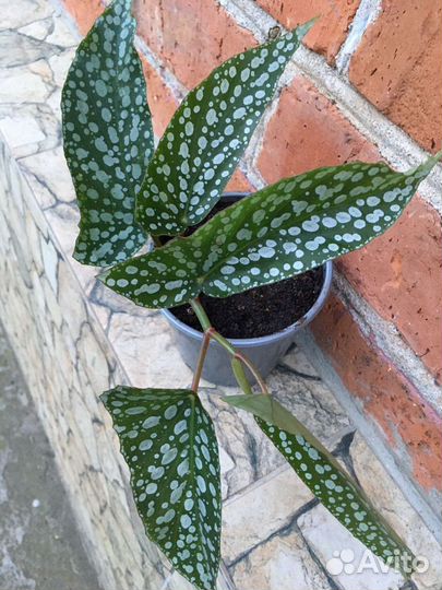 Цветы комнатные