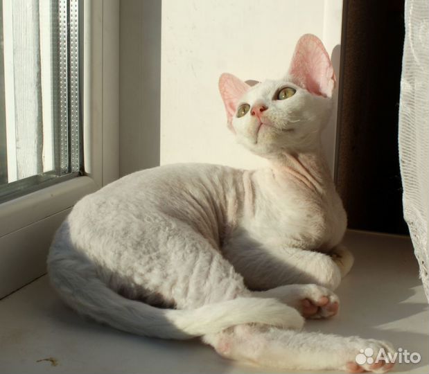 Девочка девон-рекс, белая кошечка