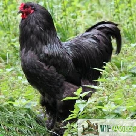 Петух Брама