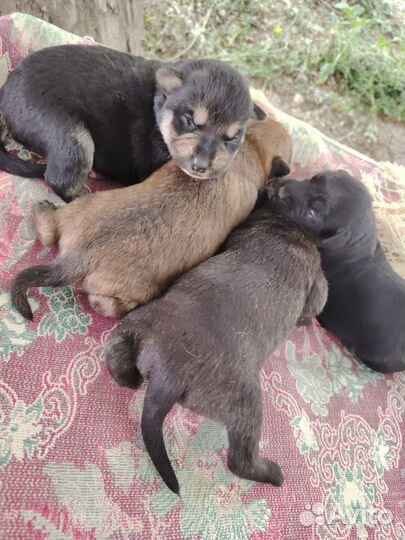 Отдают щенков