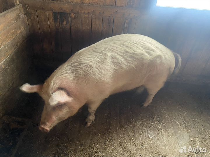 С/х животные коровы свинти