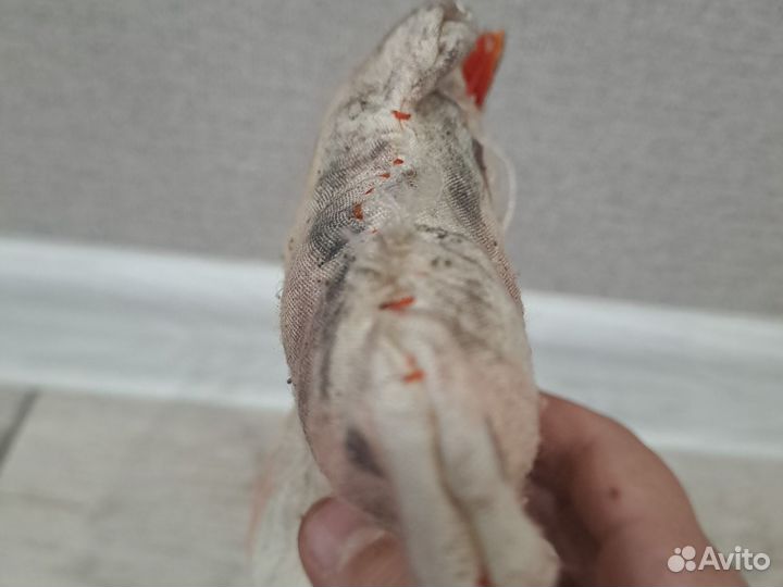 Хоббихрсы на заказ