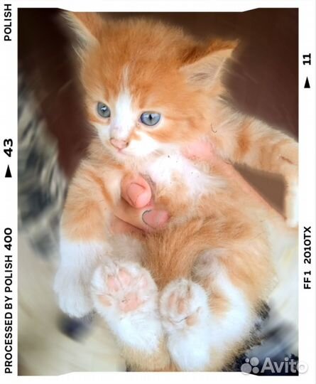 Рыжий котенок в дар