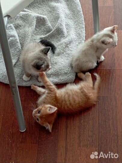 Отдам котят в добрые руки