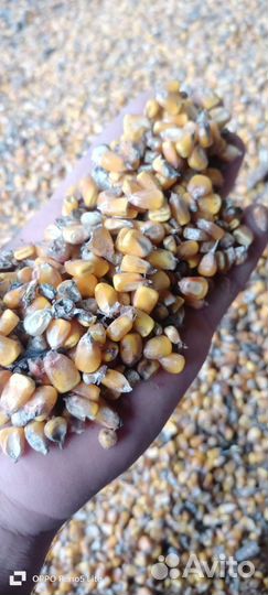 Кукуруза зерно