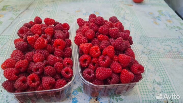 Ремонтантная малина