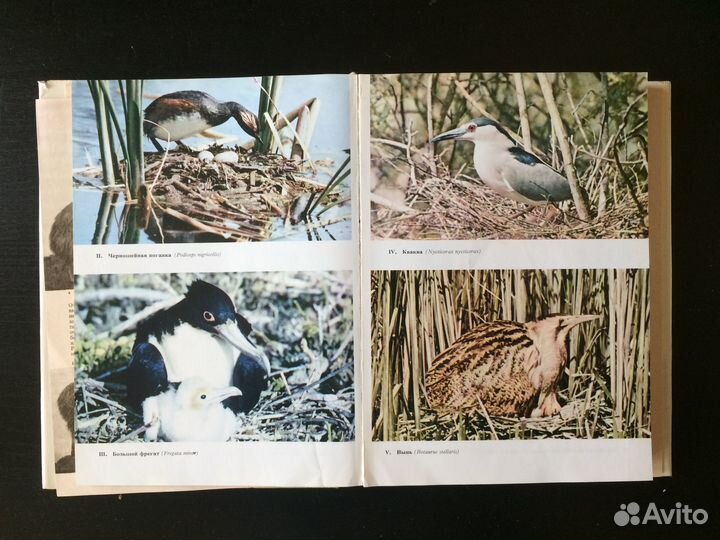 Ганзак. Иллюстрированная энциклопедия птиц