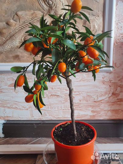 Кардамон, Мирт и прочее