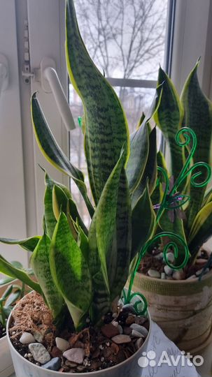 Сансевиерия футура суперба