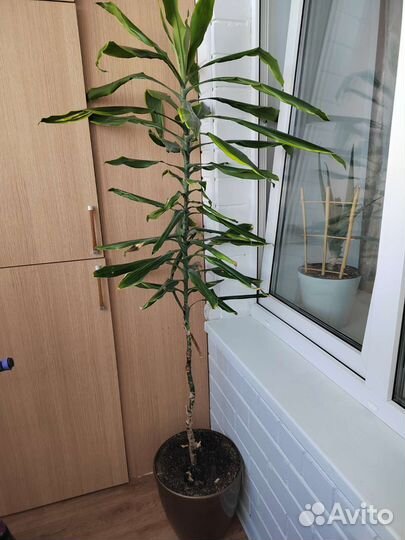 Большой комнатный цветок