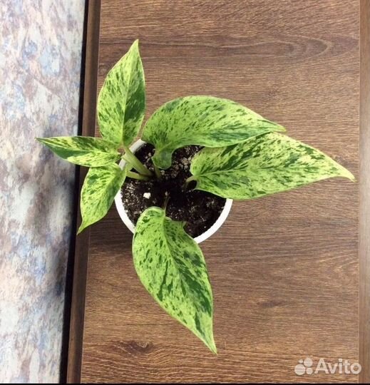 Драцена,Сциндапсус,Эпипремнум,Плющ