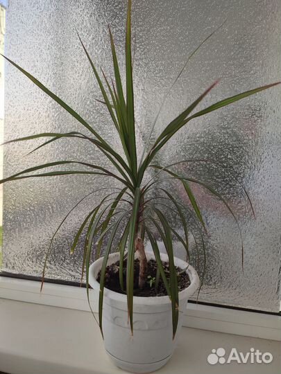 Пальма драцена