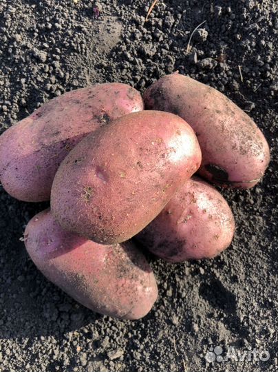 Картофель Фламинго