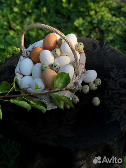 Яйца перепелиные и куриные домашние