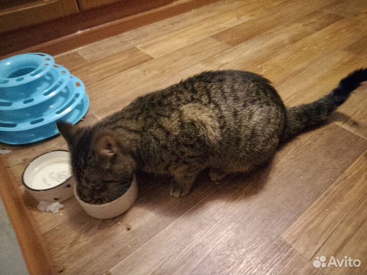 Домашние животные бесплатно