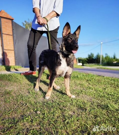 Метис малинуа в добрые руки