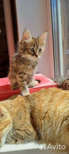 Котёнок девочка