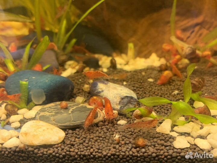 Улитки креветки фильтр