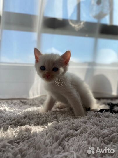 Британские котята