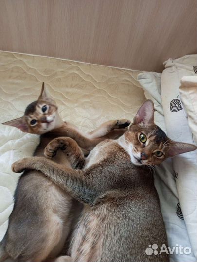 Абиссинский котёнок