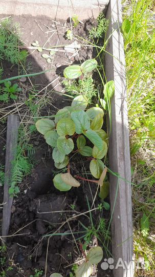 Рассада клещевины