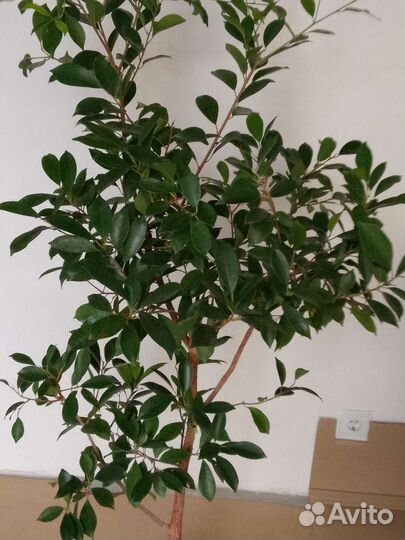 Фикус мелколистный
