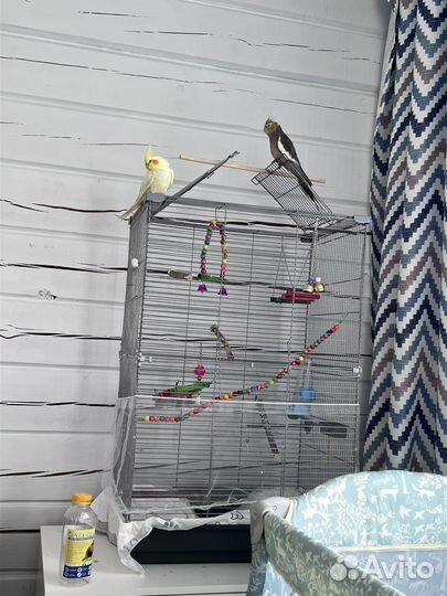 Попугаи корелла с клеткой