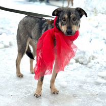 Взрослый пёс в добрые руки