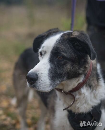 Алабай Паркер из приюта