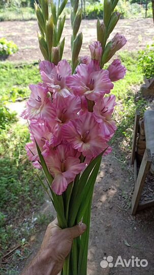 Луковицы Гладиолусов