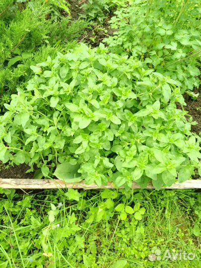 Душица, мелисса