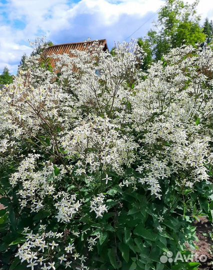 Многолетние растения