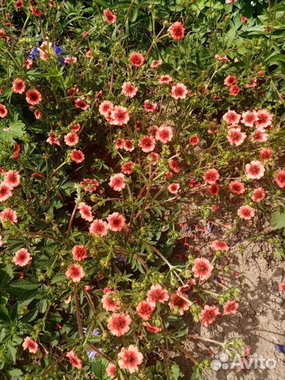 Многолетки