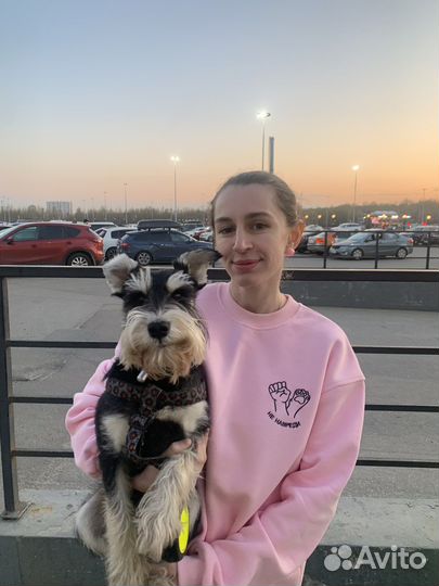 Передержка собак, хорьков