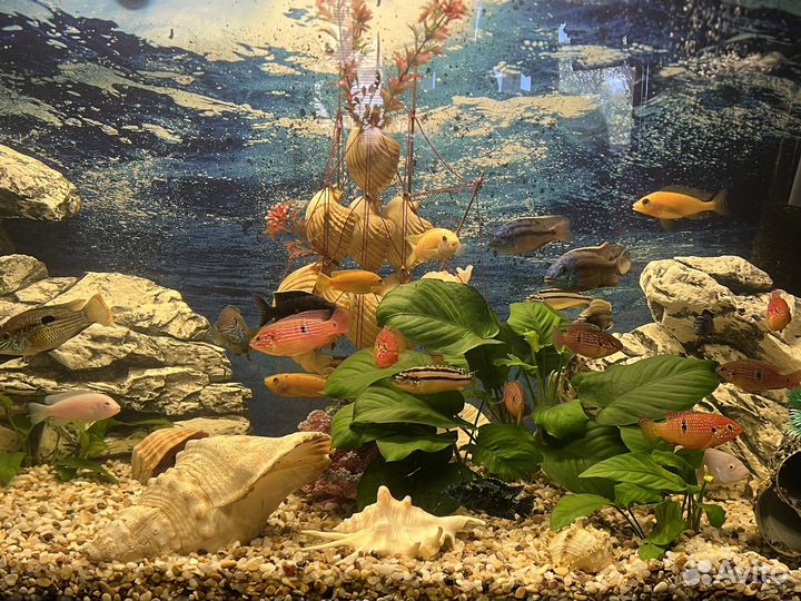 Рыбки цихлиды