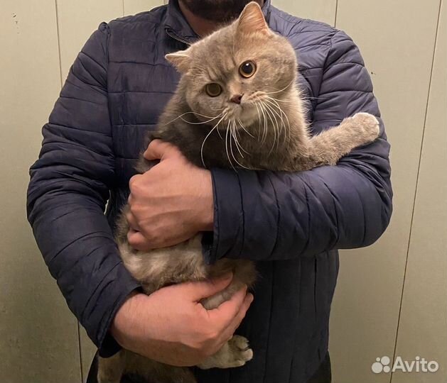 Кот для вязки Шотландец Бесплатно