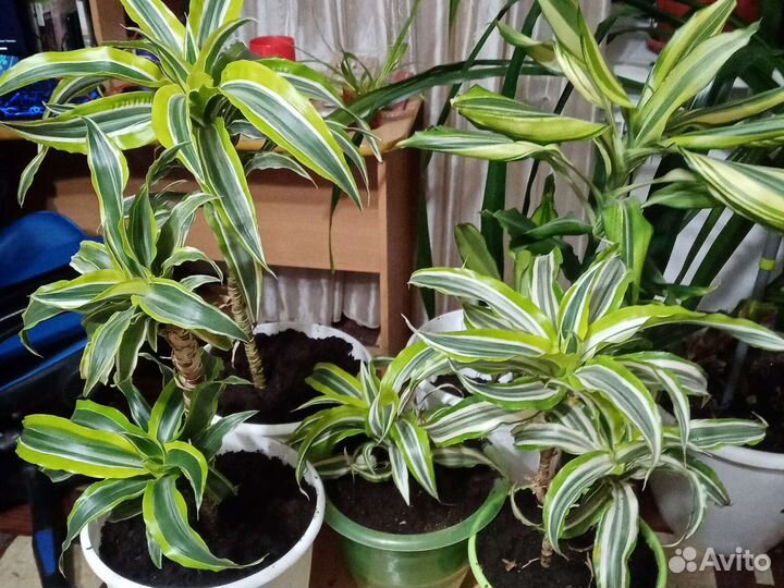 Драцена деремская