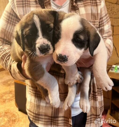 Щенки сенбернара девочки